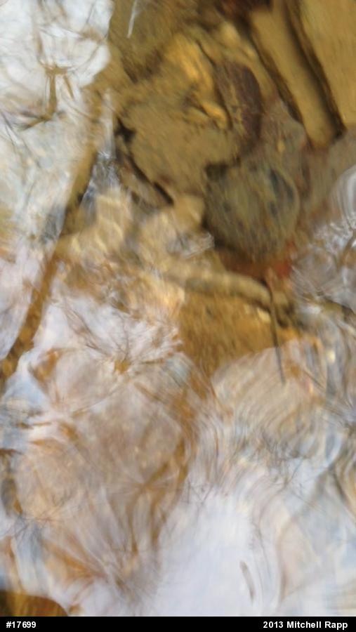 Northern Watersnake