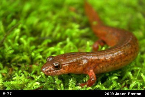 Northern Spring Salamander