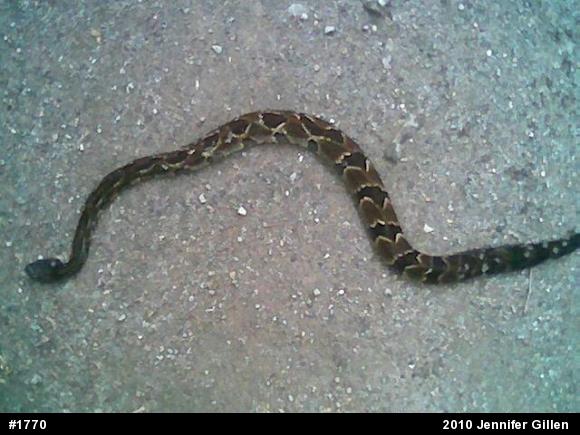 Timber Rattlesnake