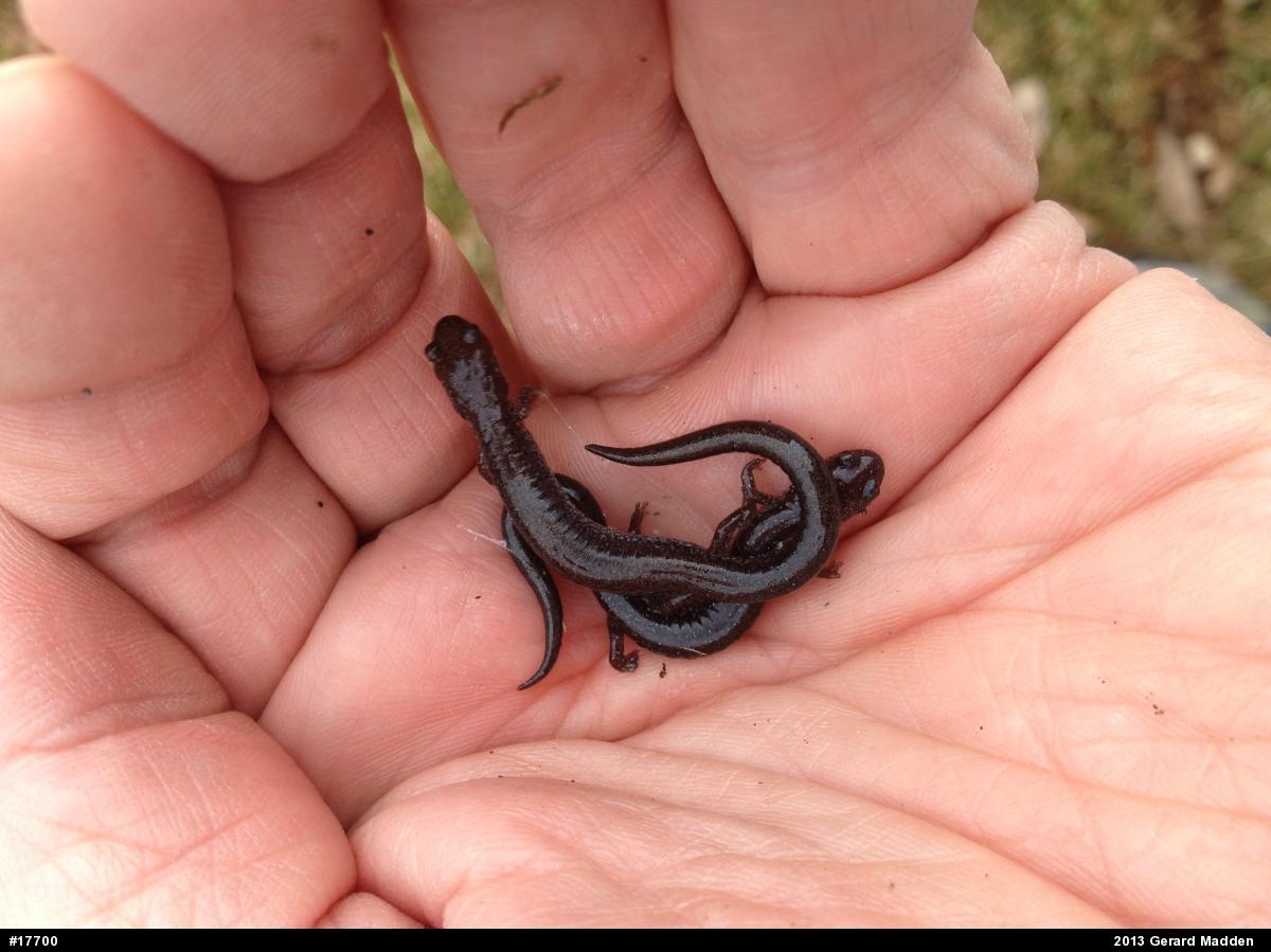 Eastern Red-backed  Salamander