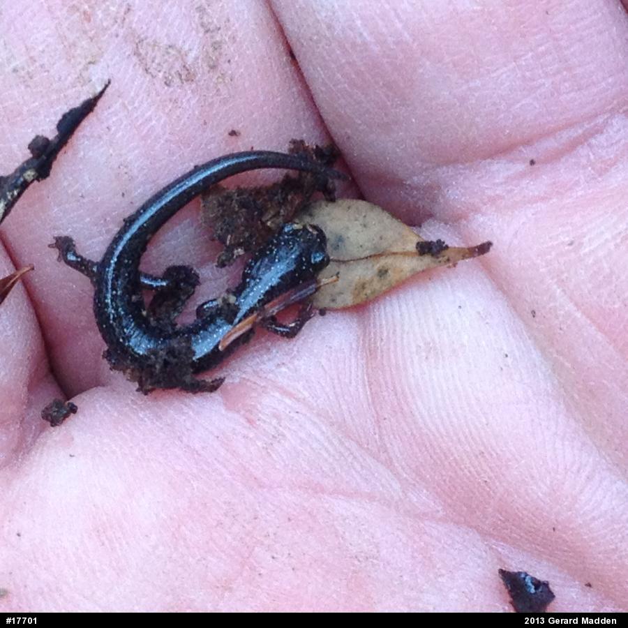Eastern Red-backed  Salamander
