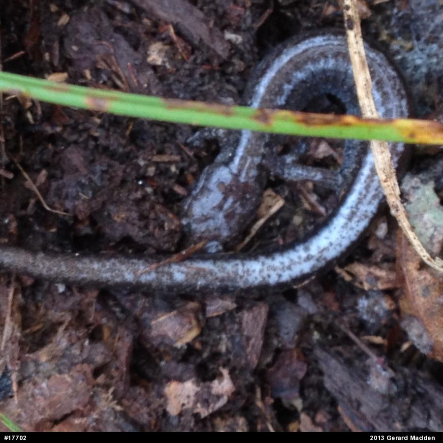 Eastern Red-backed  Salamander