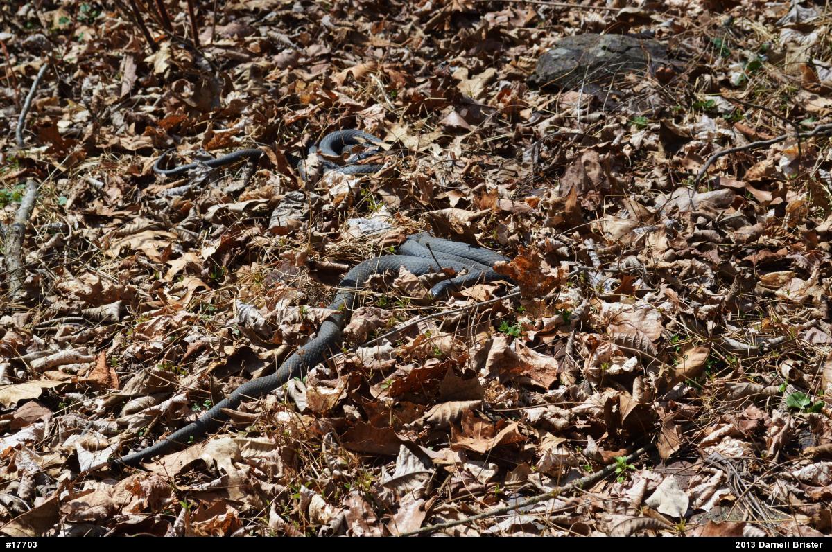 Northern Black Racer
