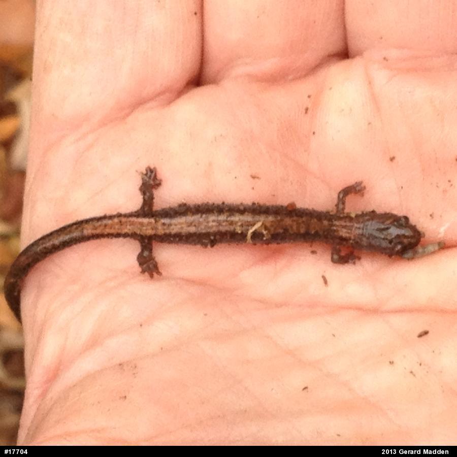 Eastern Red-backed  Salamander