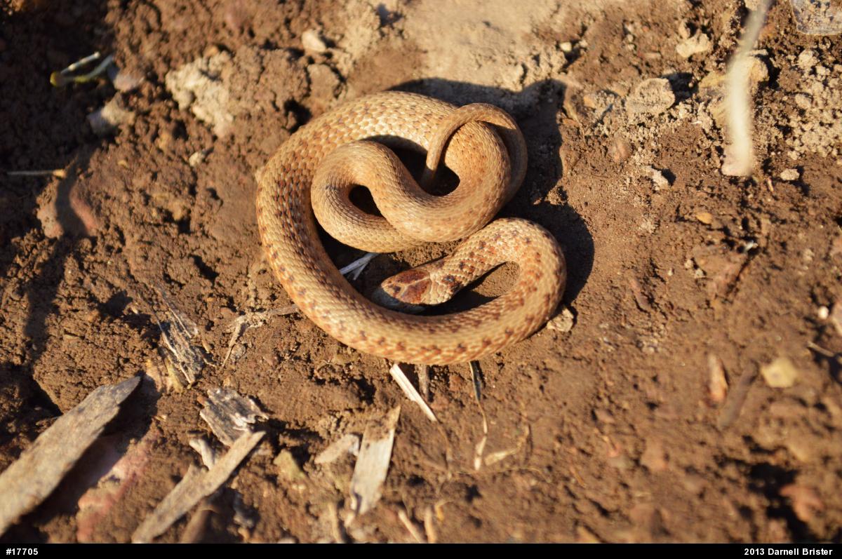 Dekay's Brownsnake