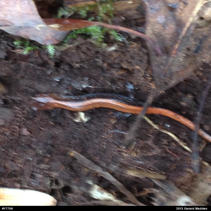 Eastern Red-backed  Salamander