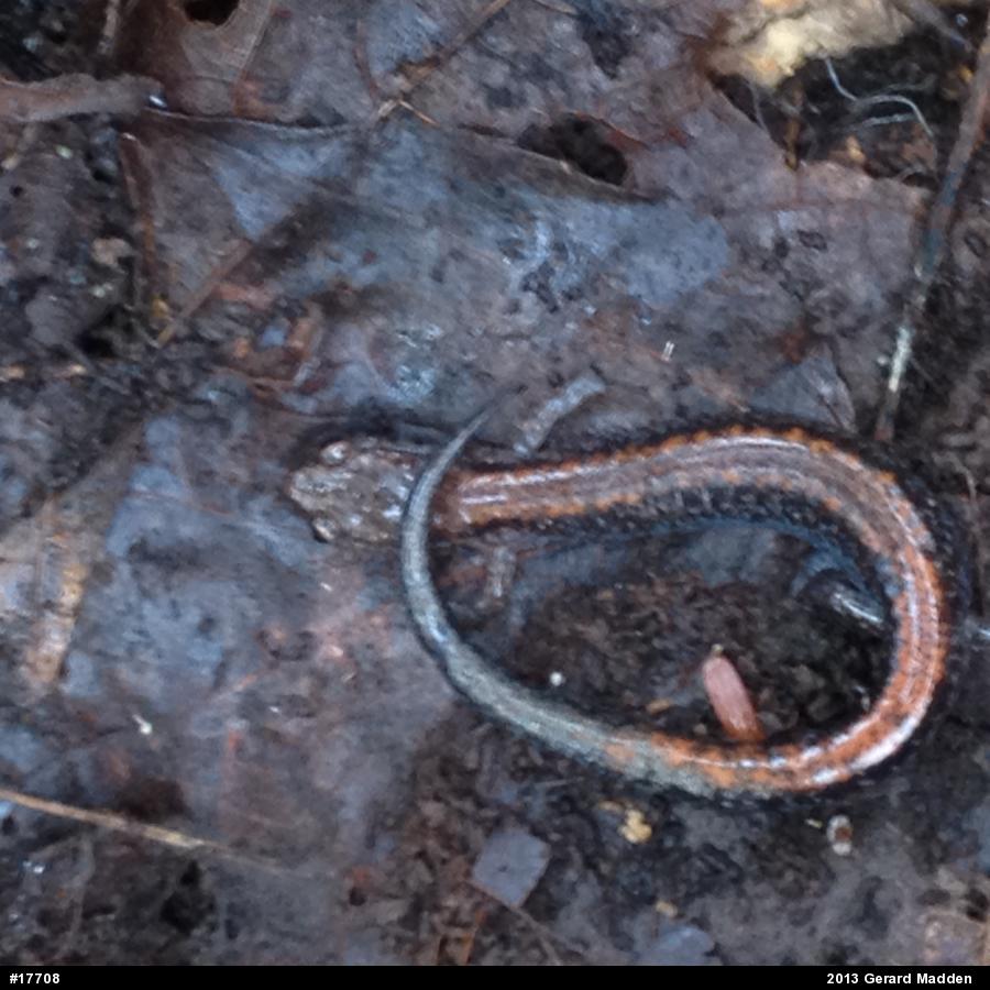 Eastern Red-backed  Salamander
