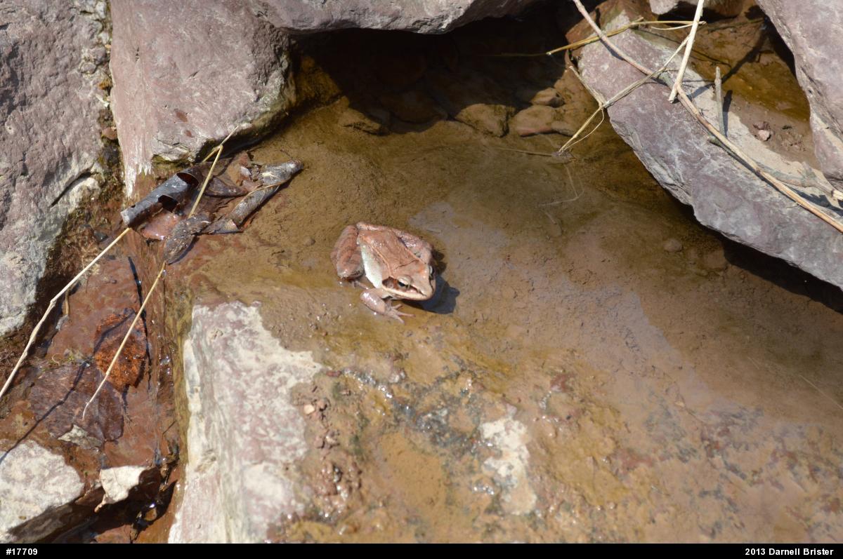 Wood Frog