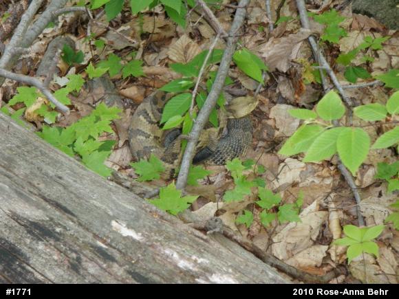 Timber Rattlesnake