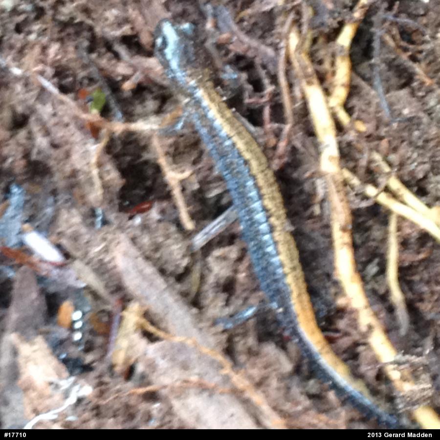 Eastern Red-backed  Salamander