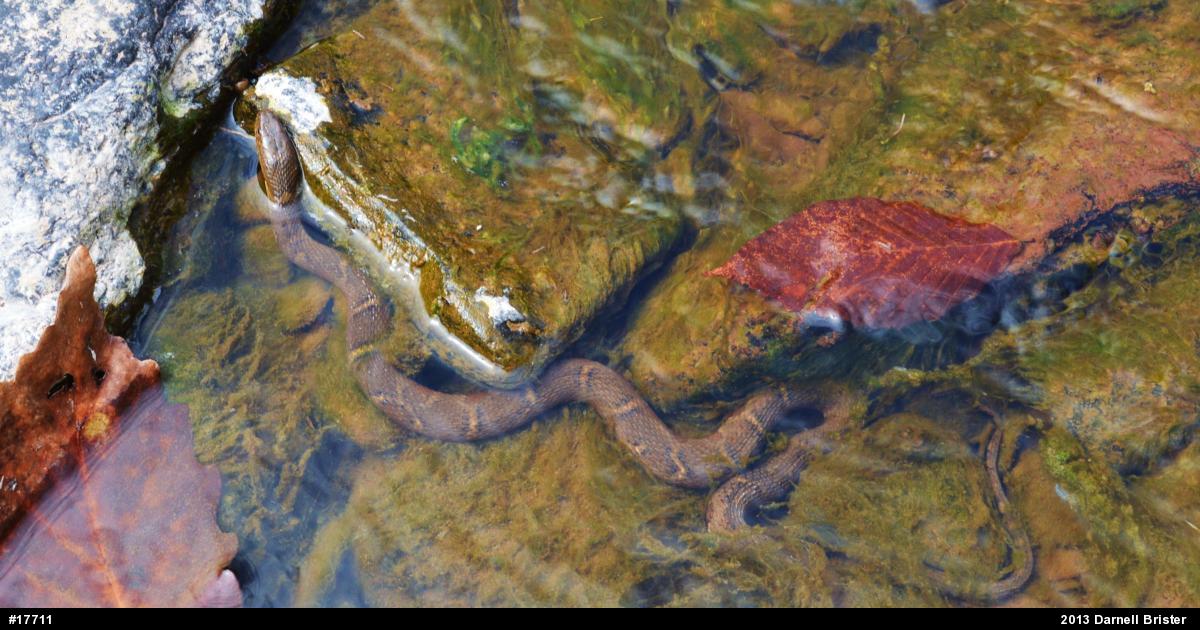 Northern Watersnake