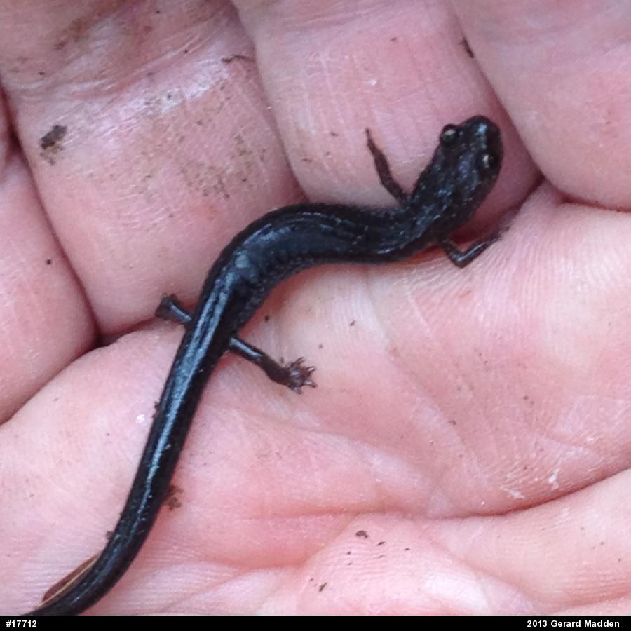 Eastern Red-backed  Salamander