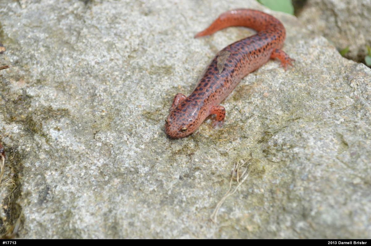 Northern Red Salamander