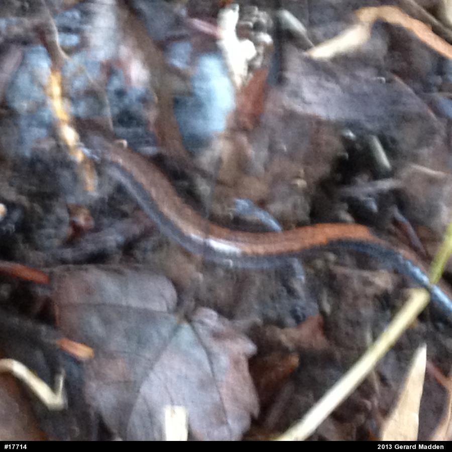 Eastern Red-backed  Salamander
