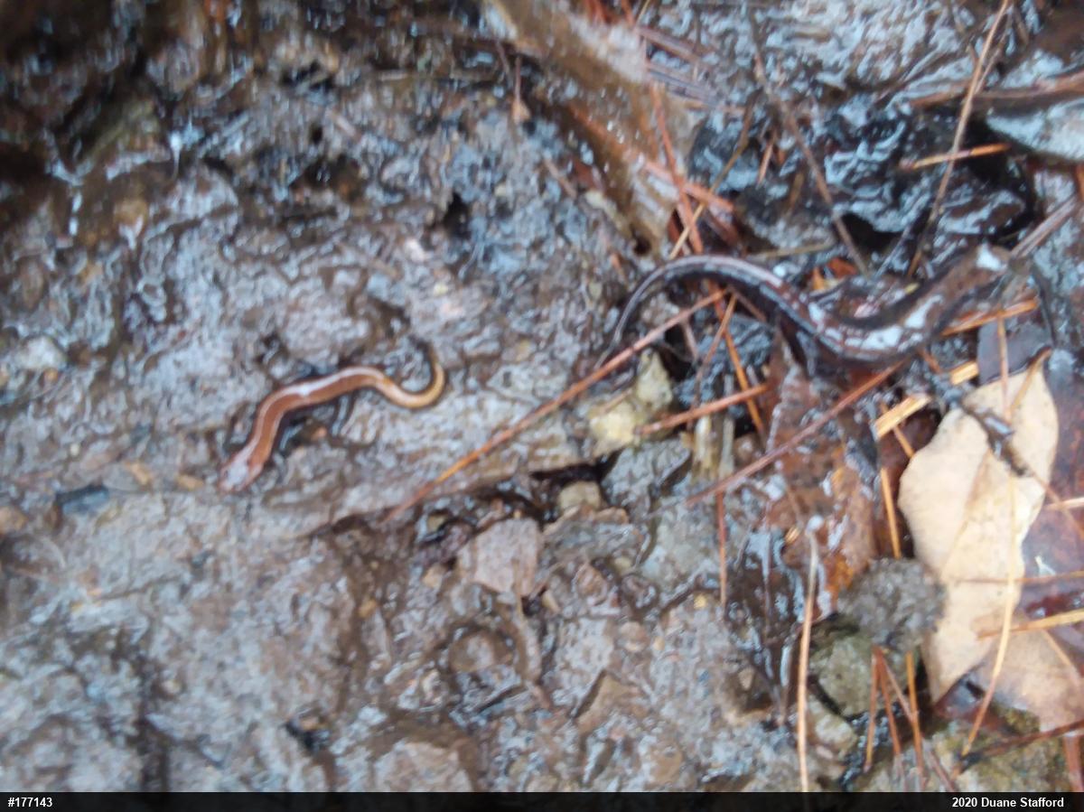 Allegheny Mountain Dusky Salamander