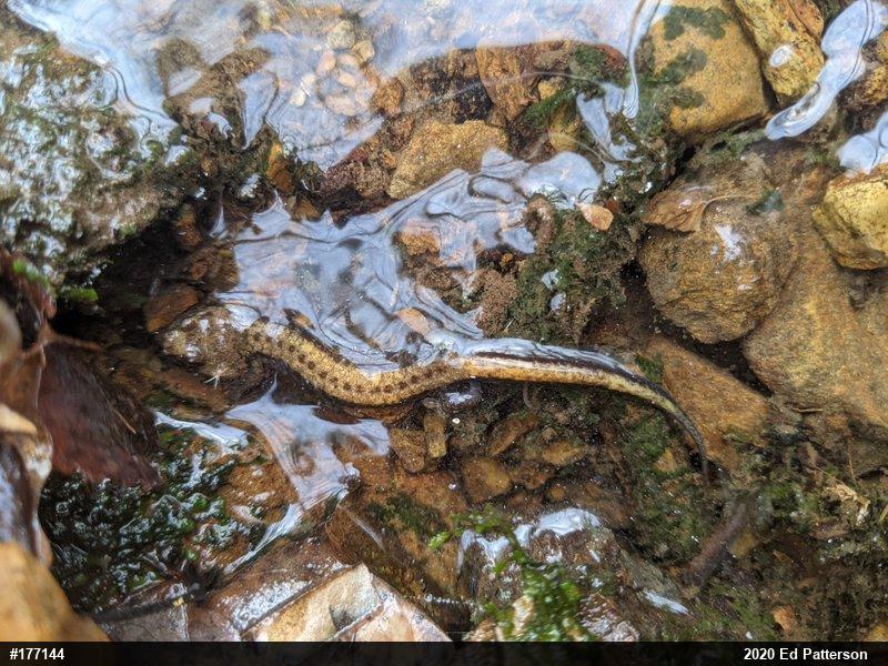 Allegheny Mountain Dusky Salamander