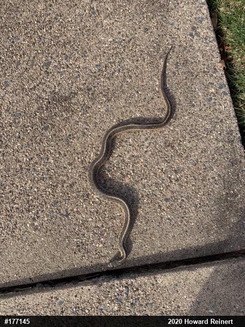 Eastern Gartersnake
