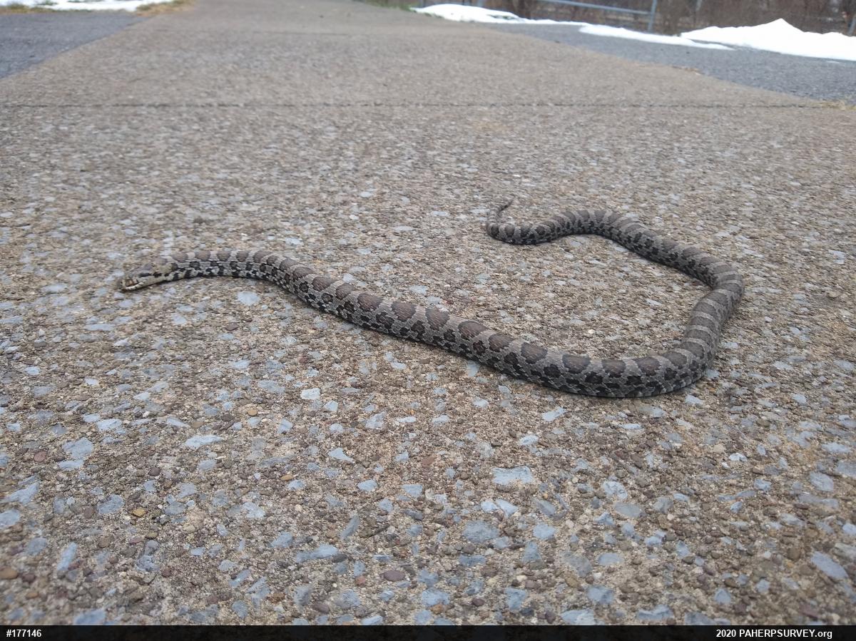 Eastern Milksnake