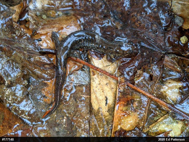 Seal Salamander