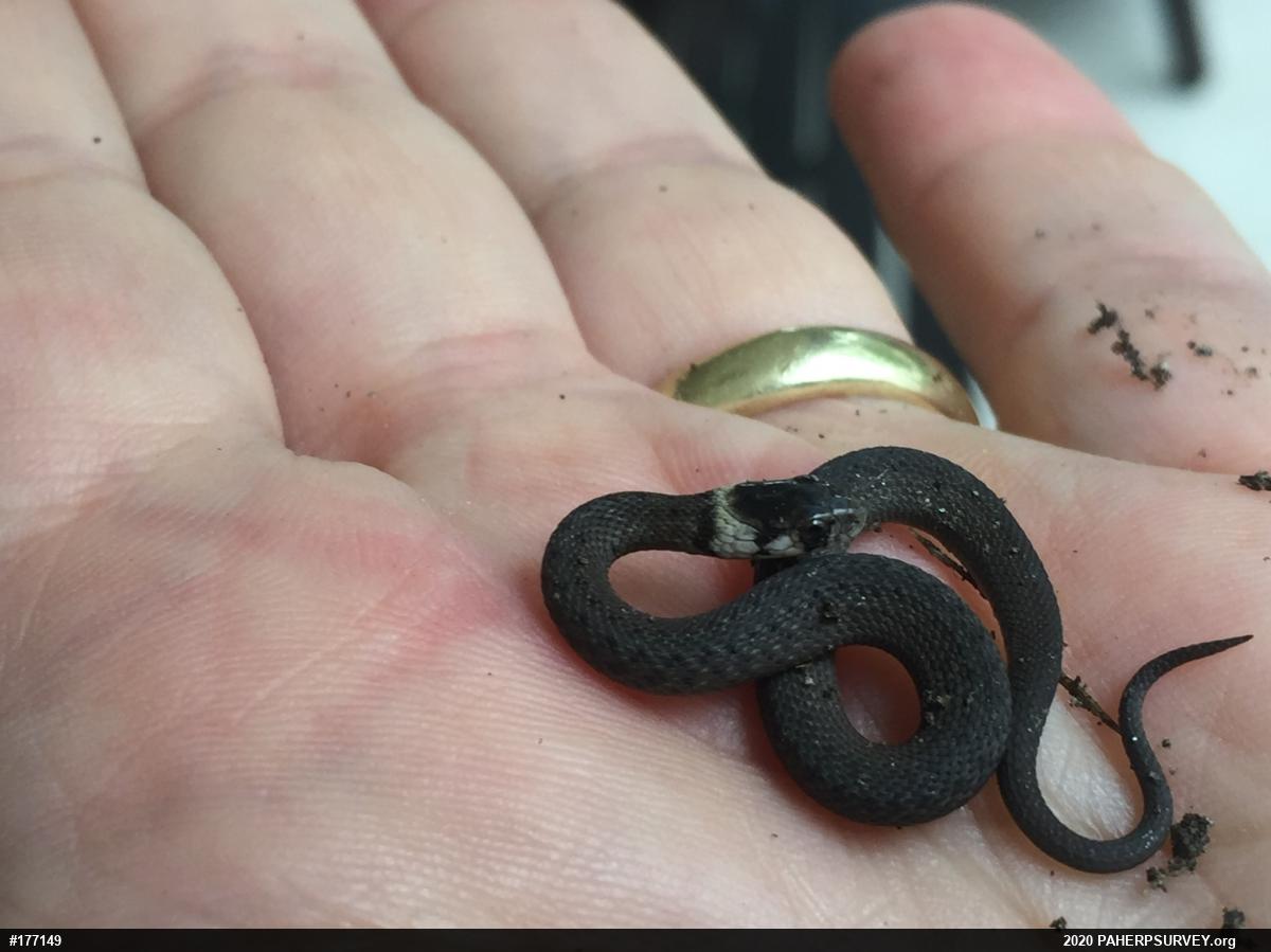 Dekay's Brownsnake