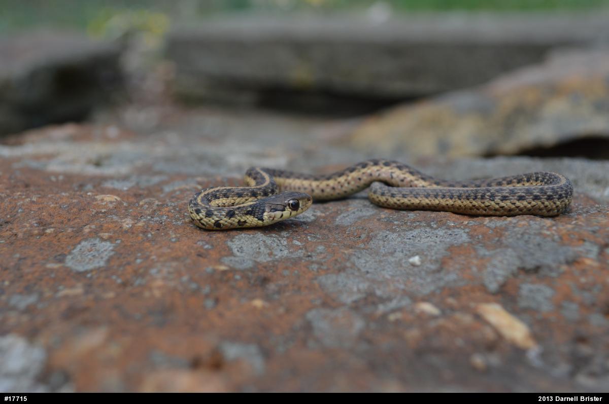 Eastern Gartersnake