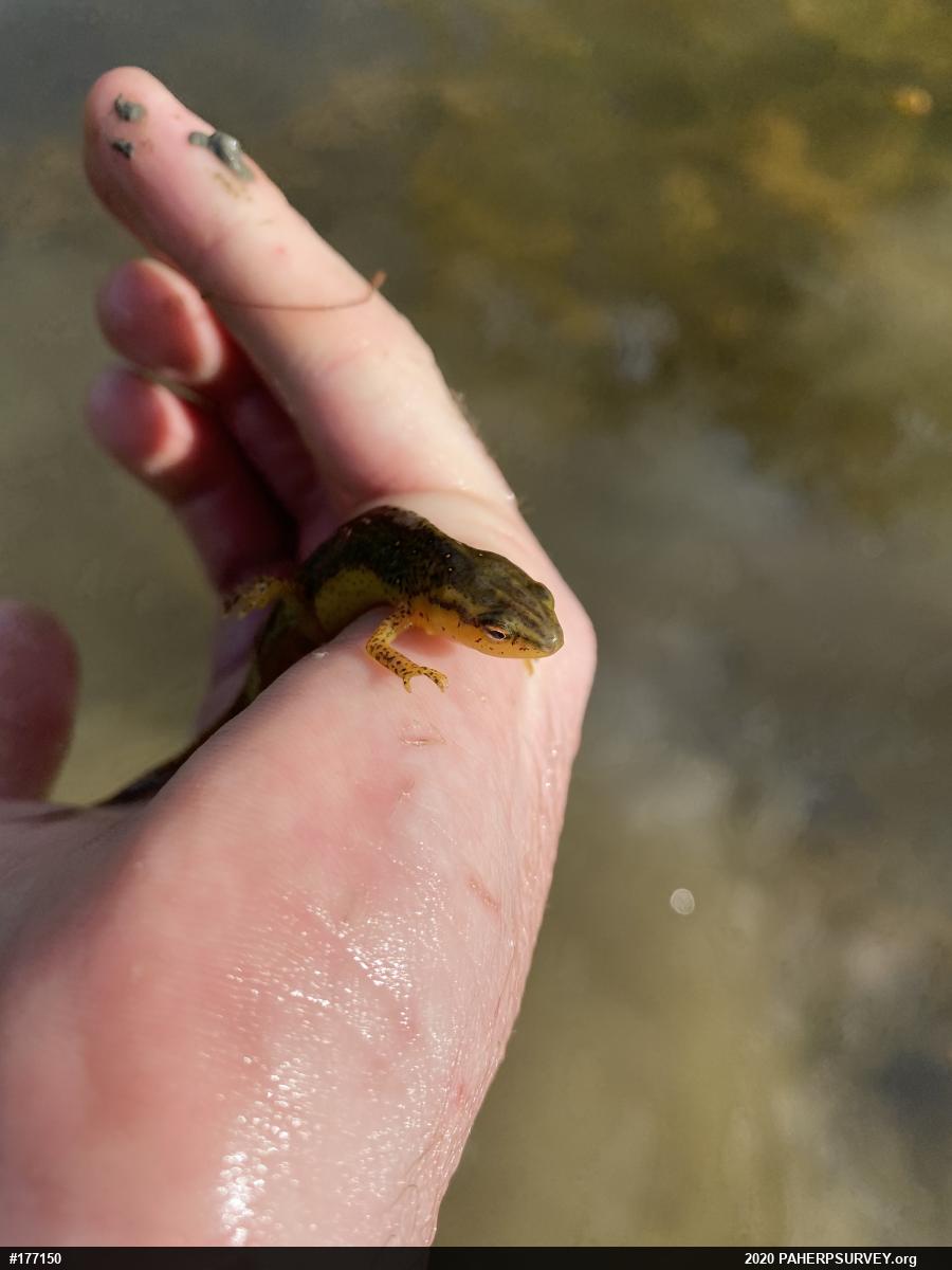 Red-spotted Newt