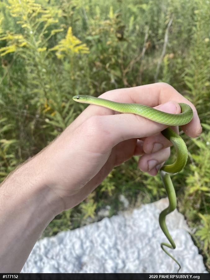 Smooth Greensnake