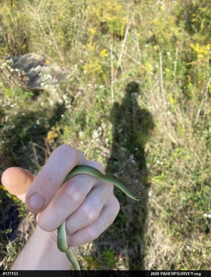 Smooth Greensnake