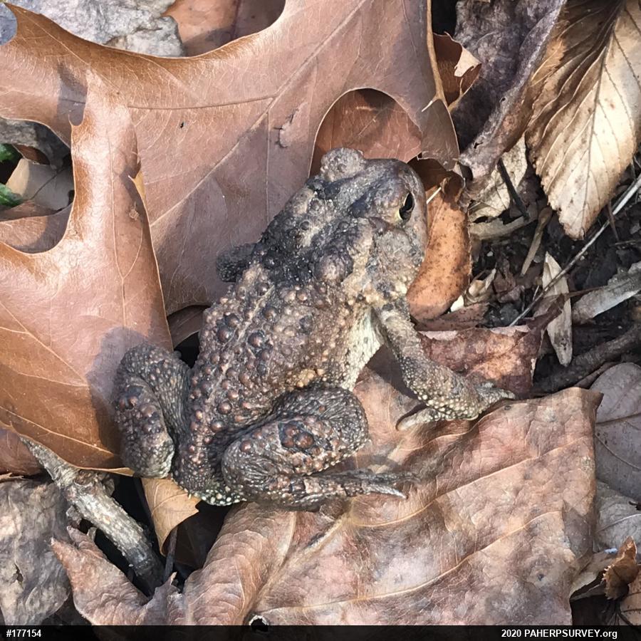 Eastern American Toad