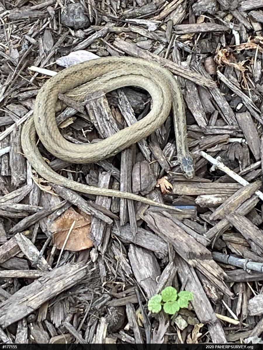 Dekay's Brownsnake
