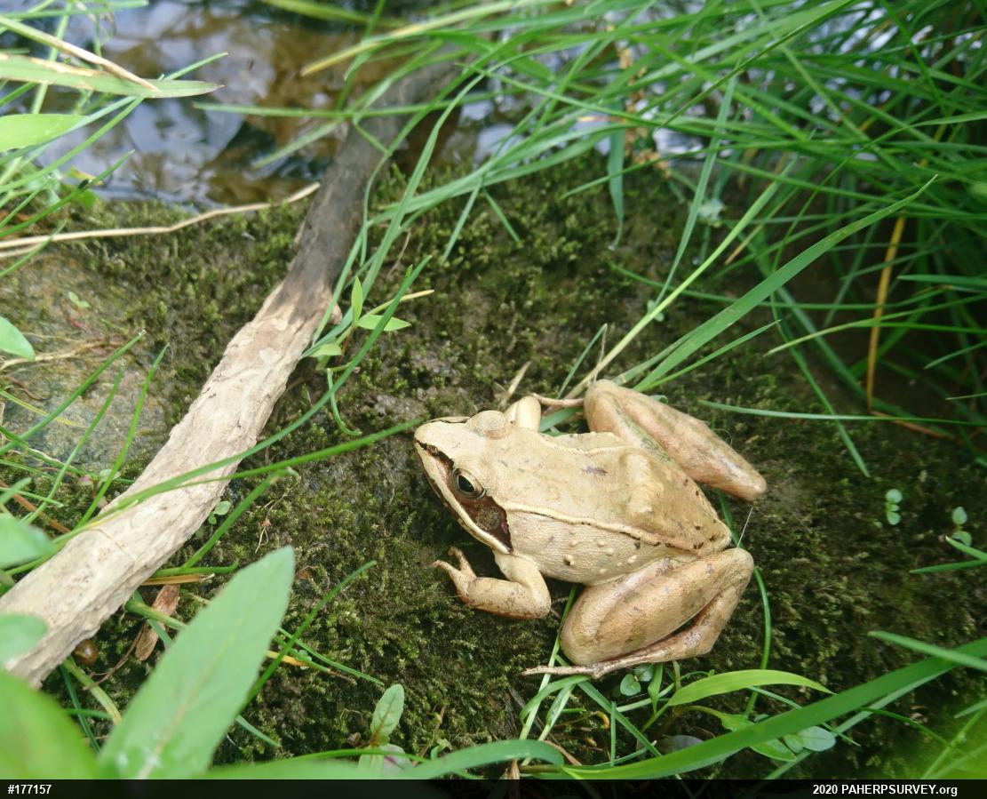 Wood Frog