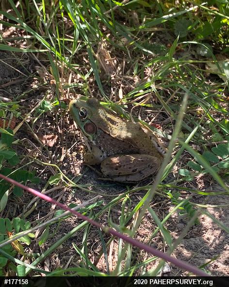 Green Frog