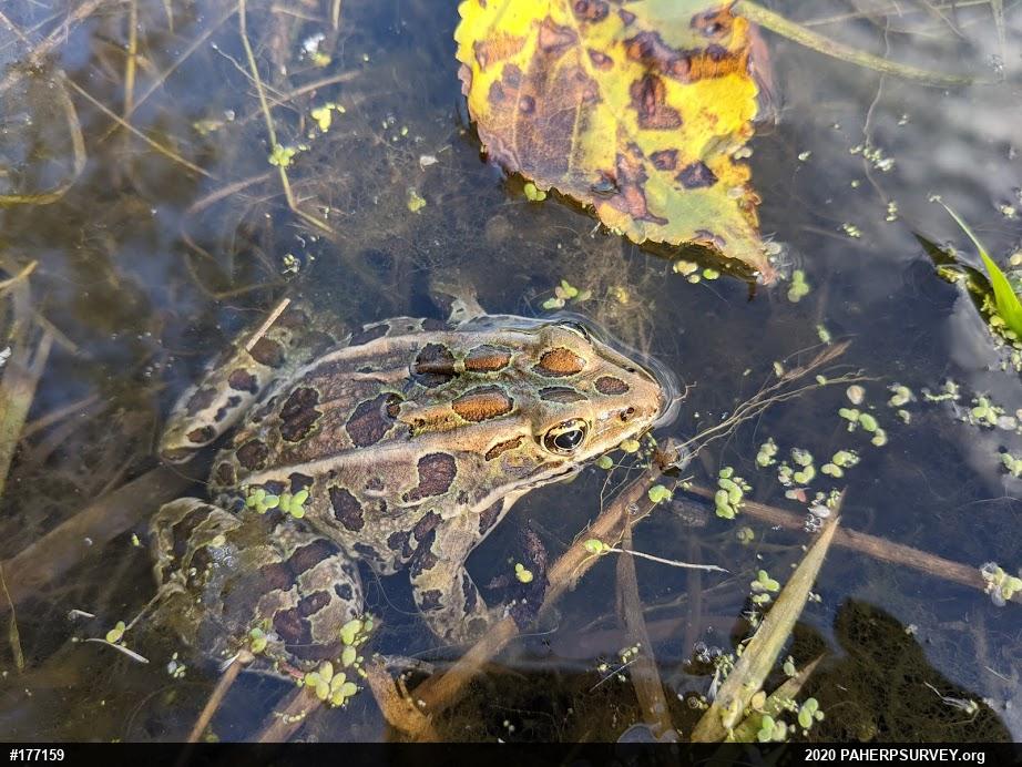 Northern Leopard Frog