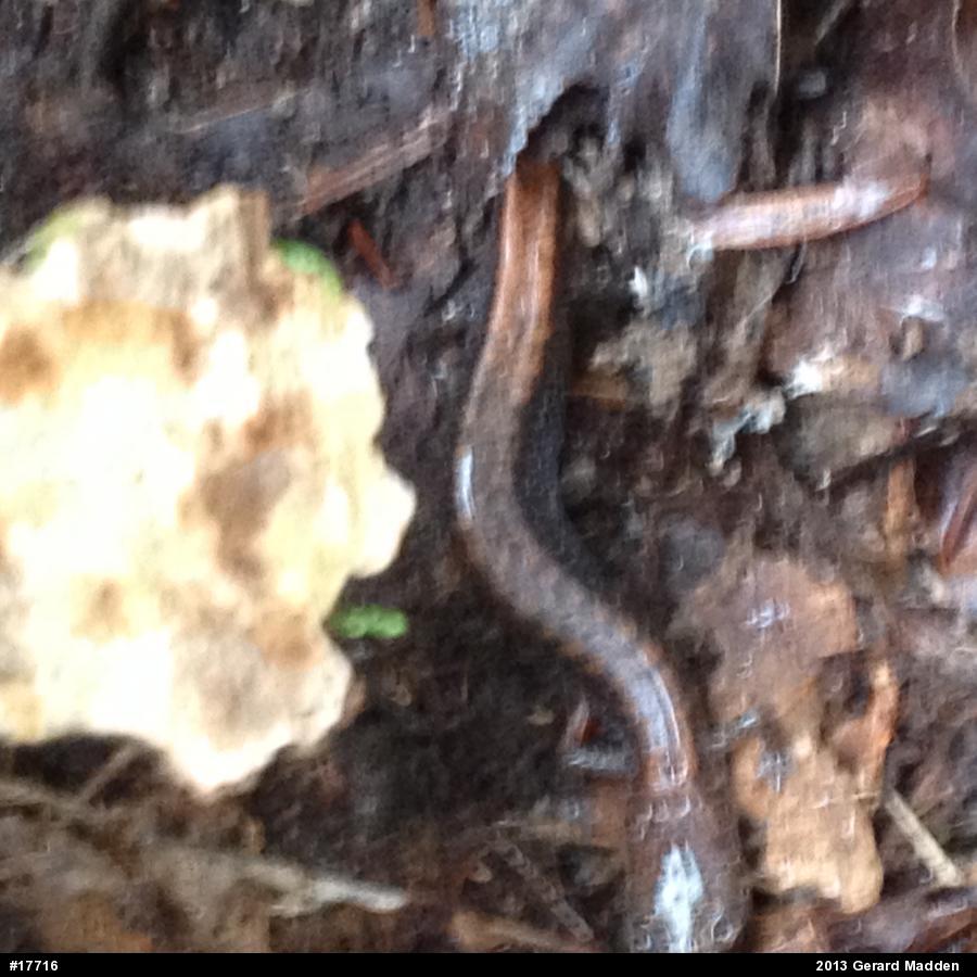 Eastern Red-backed  Salamander