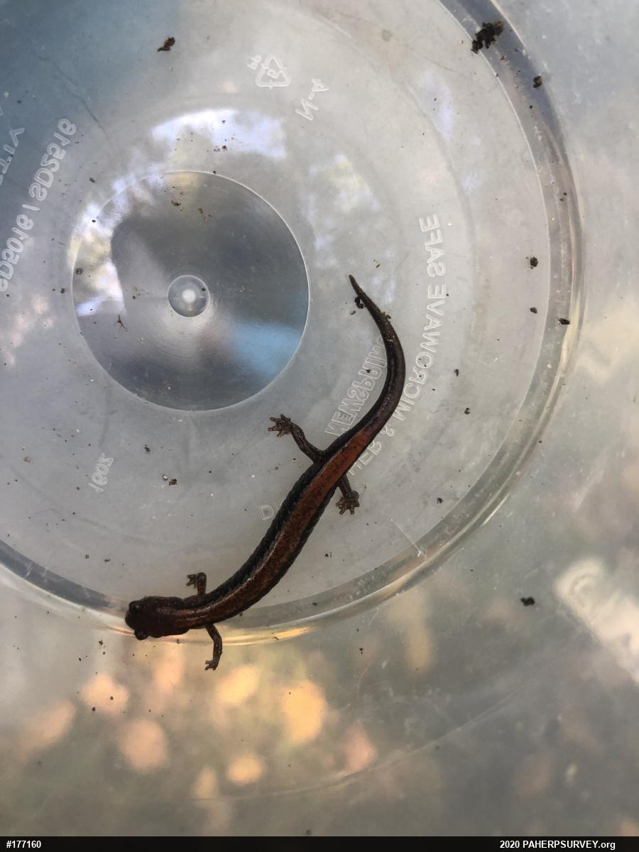 Eastern Red-backed  Salamander
