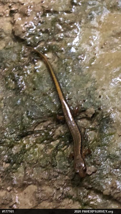 Northern Two-lined Salamander