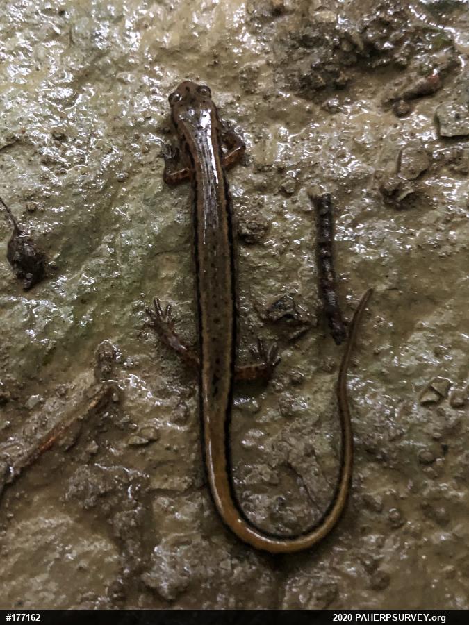 Northern Two-lined Salamander