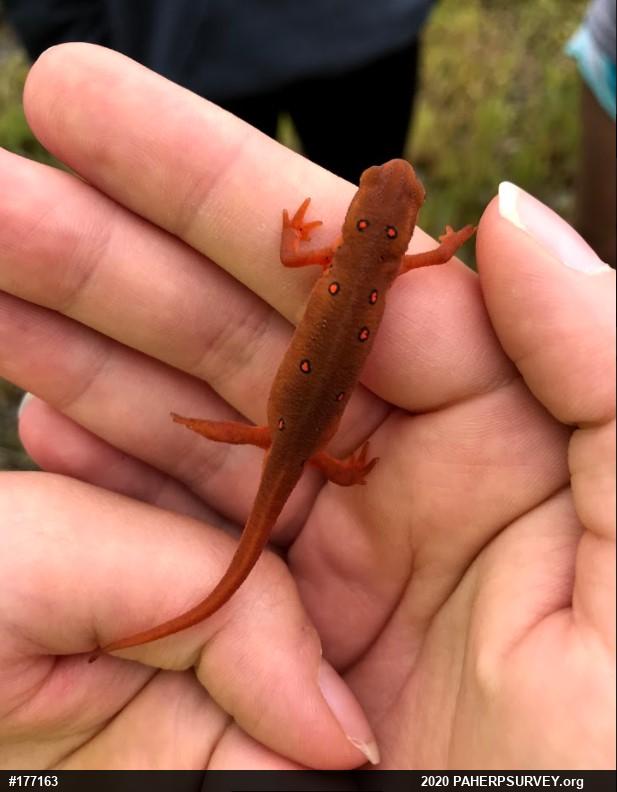 Red-spotted Newt