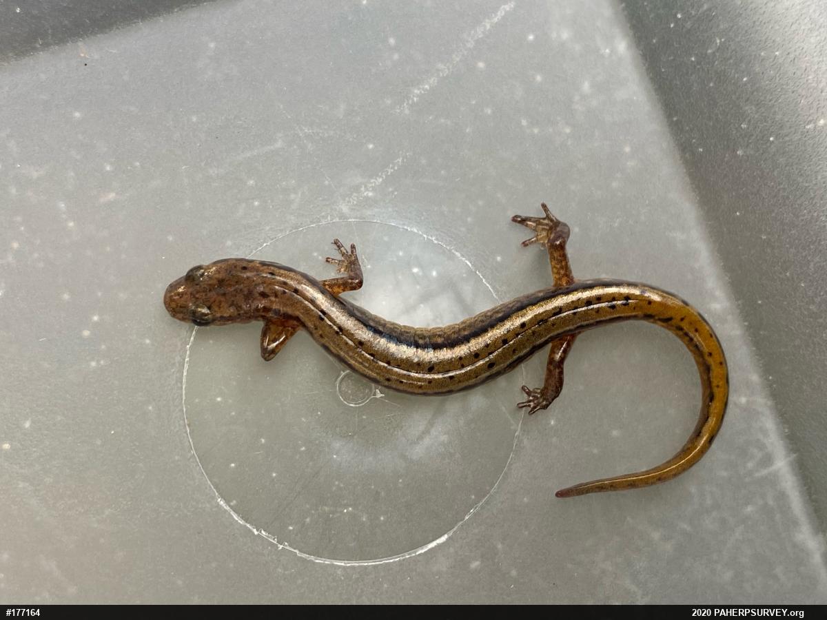 Northern Two-lined Salamander