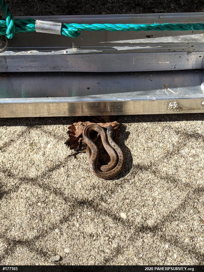 Dekay's Brownsnake