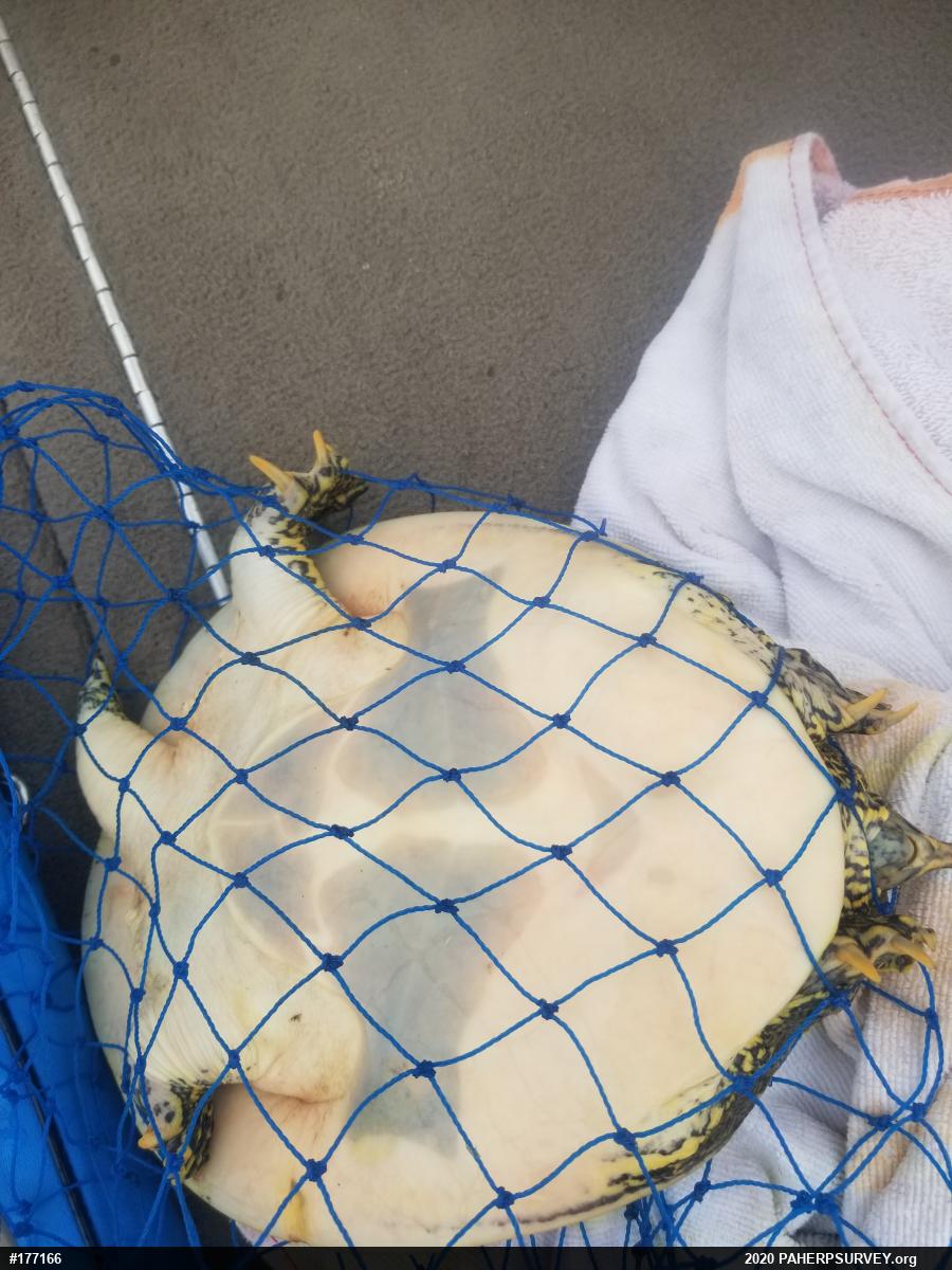Eastern Spiny Softshell