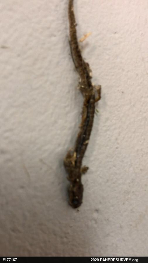 Woodland Salamanders