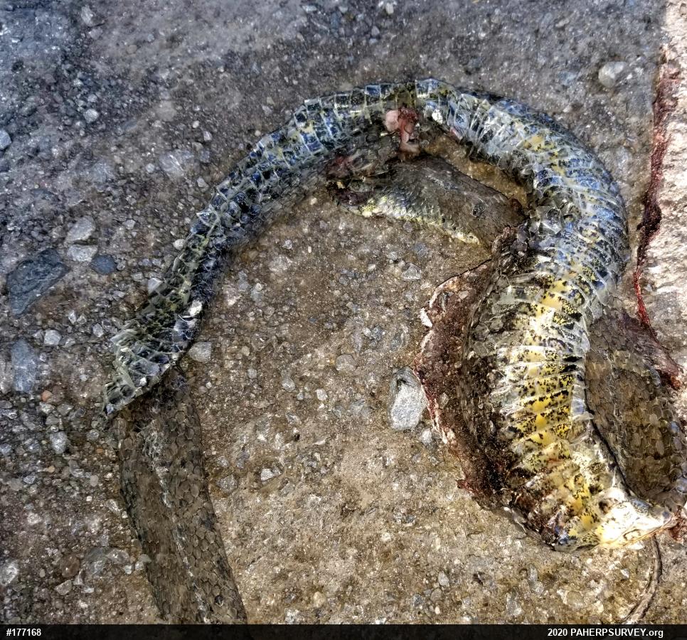 Northern Watersnake