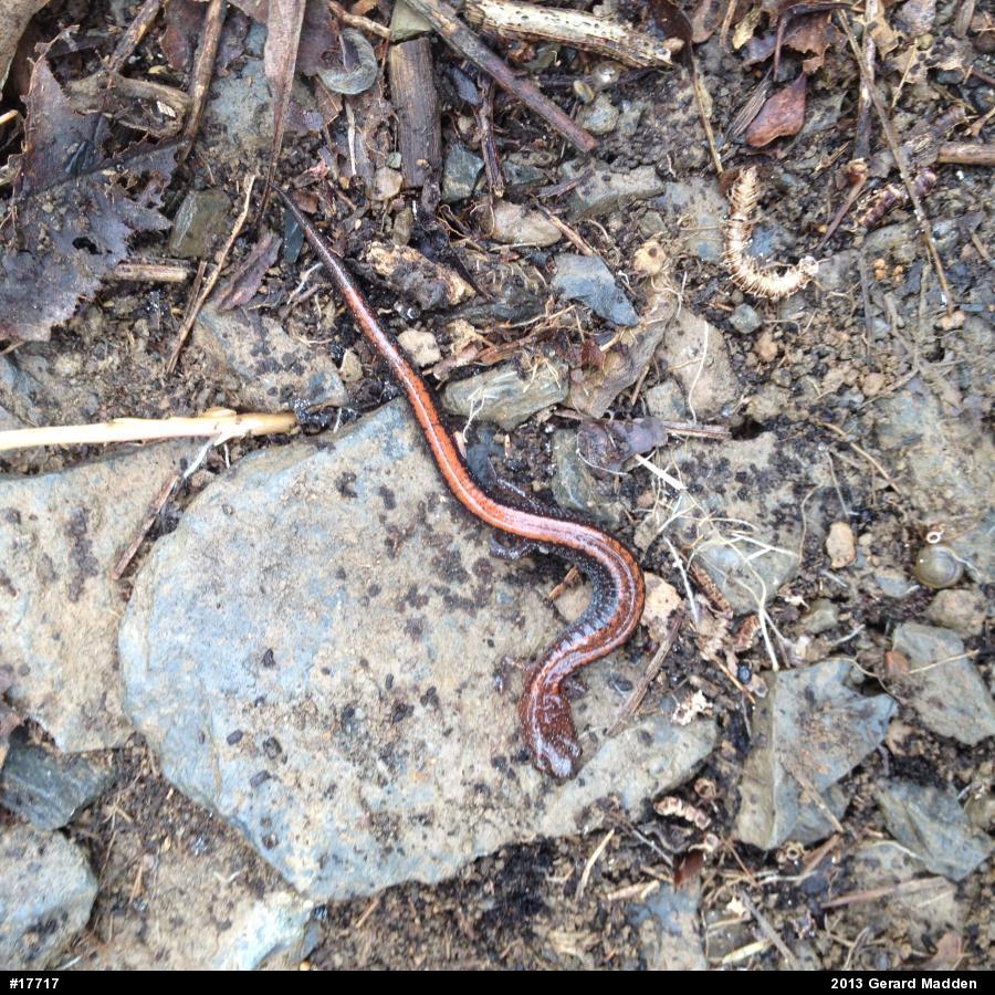 Eastern Red-backed  Salamander