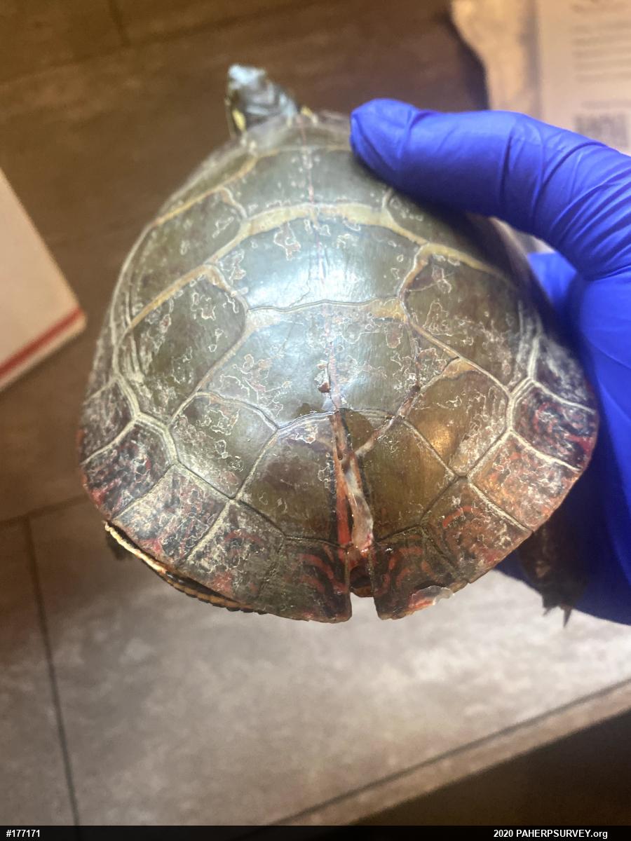 Eastern Painted Turtle