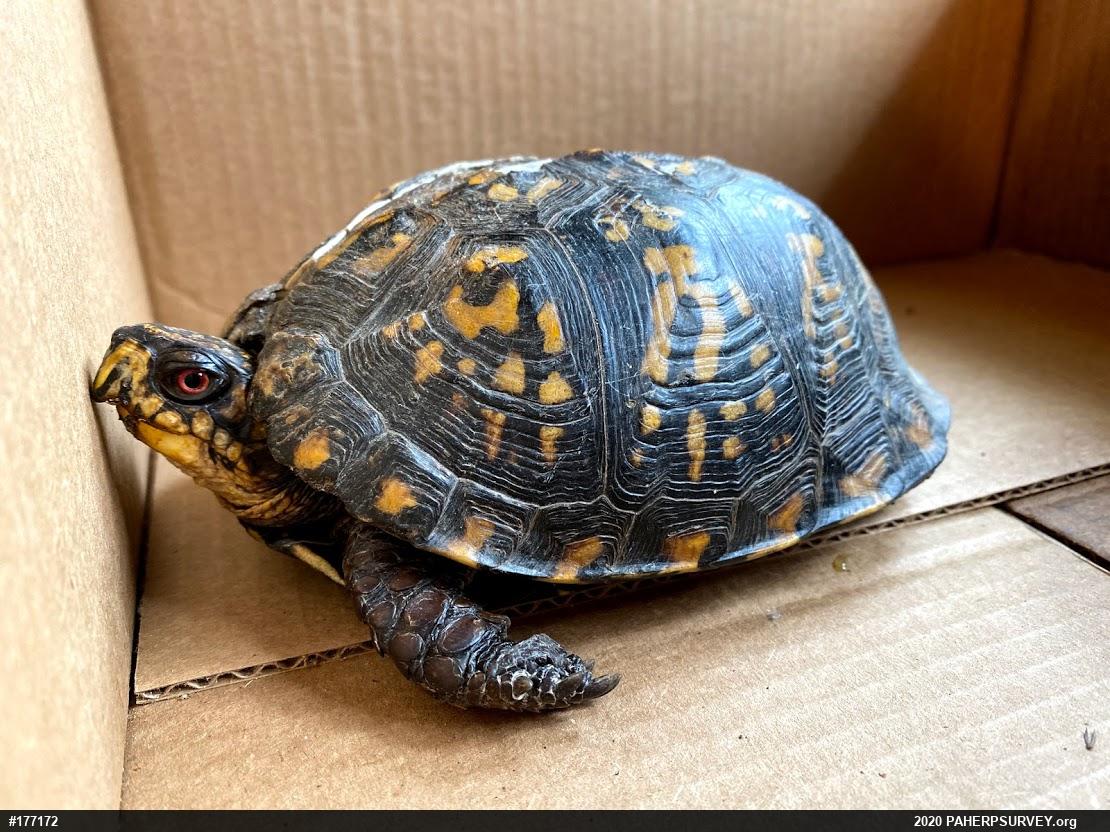 Eastern Box Turtle