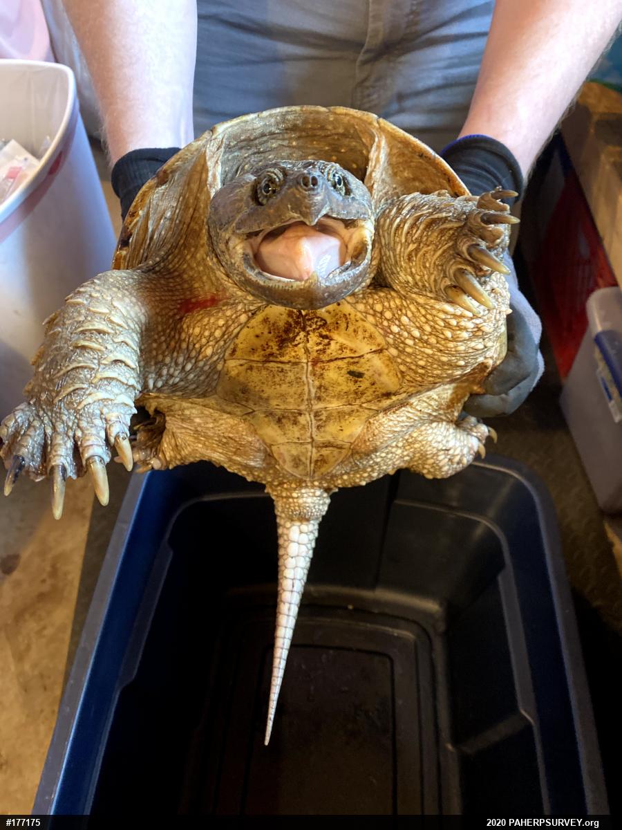 Snapping Turtle