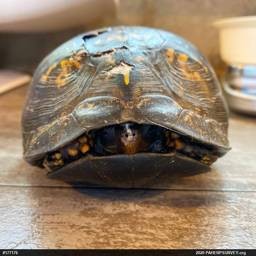 Eastern Box Turtle