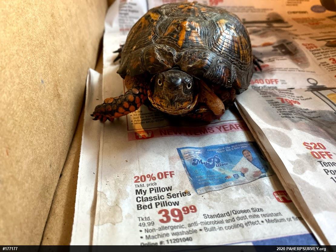 Eastern Box Turtle