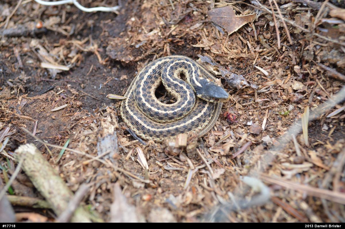 Eastern Gartersnake